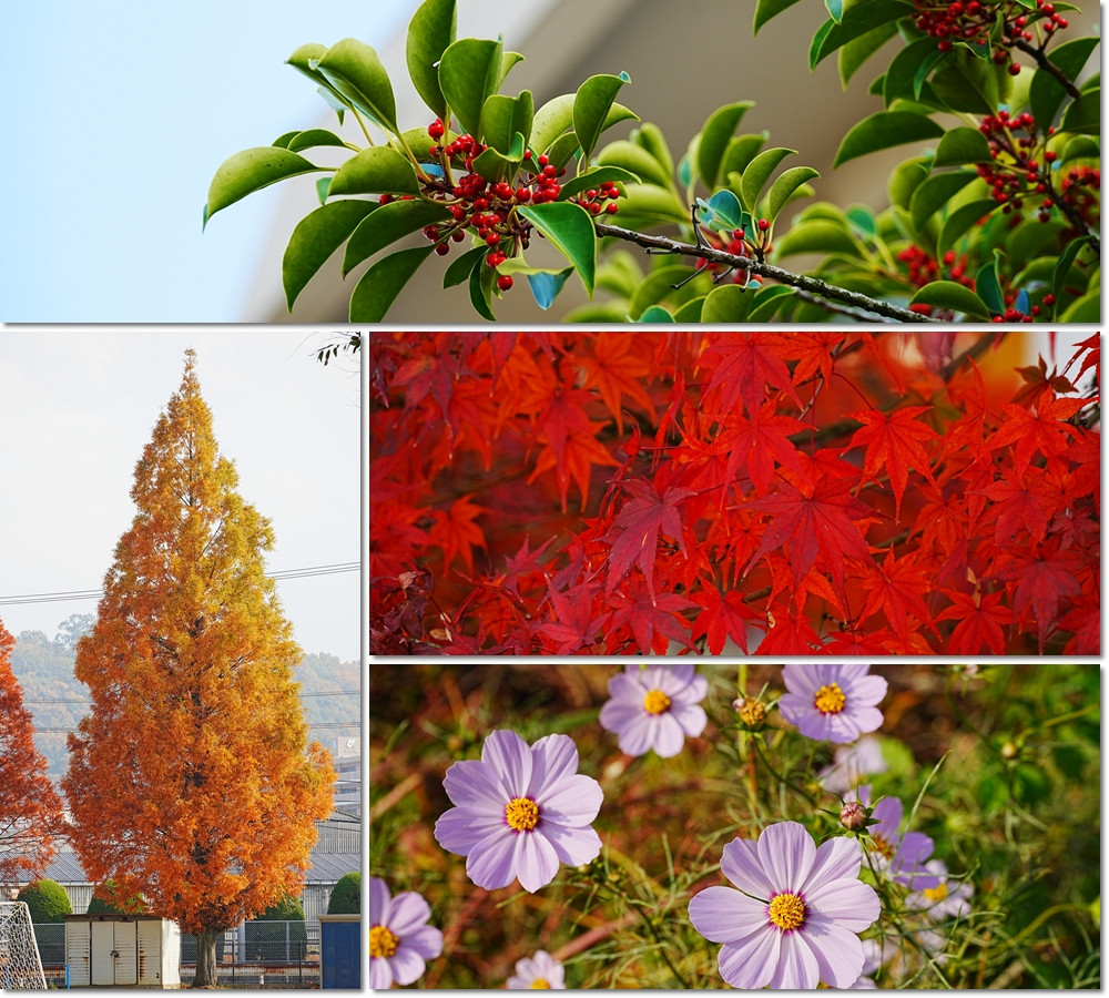 1202　紅葉風景２